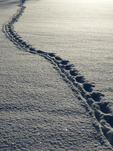 tracks in the winter snow