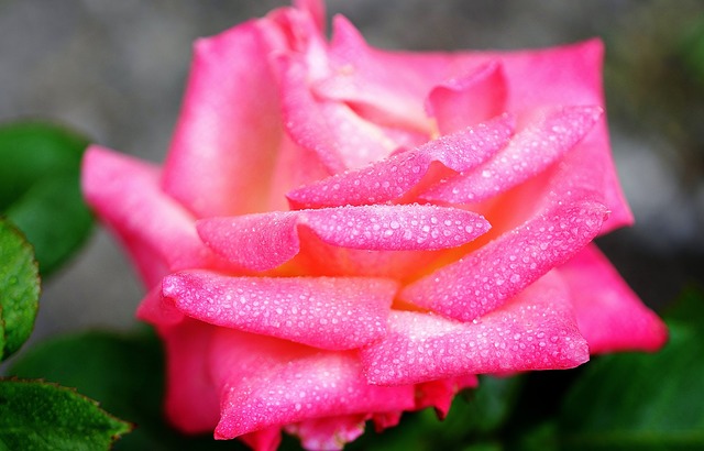 bright pink flower