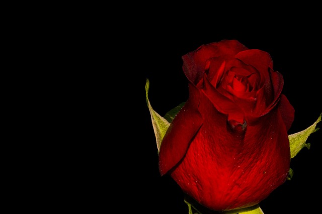 dark red flower
